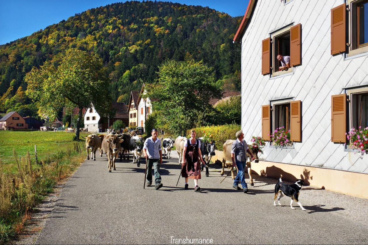 Chalet Du Silberrain Pres De Colmar - Cheminee, Sauna, Piscine Partagee Osenbach ภายนอก รูปภาพ